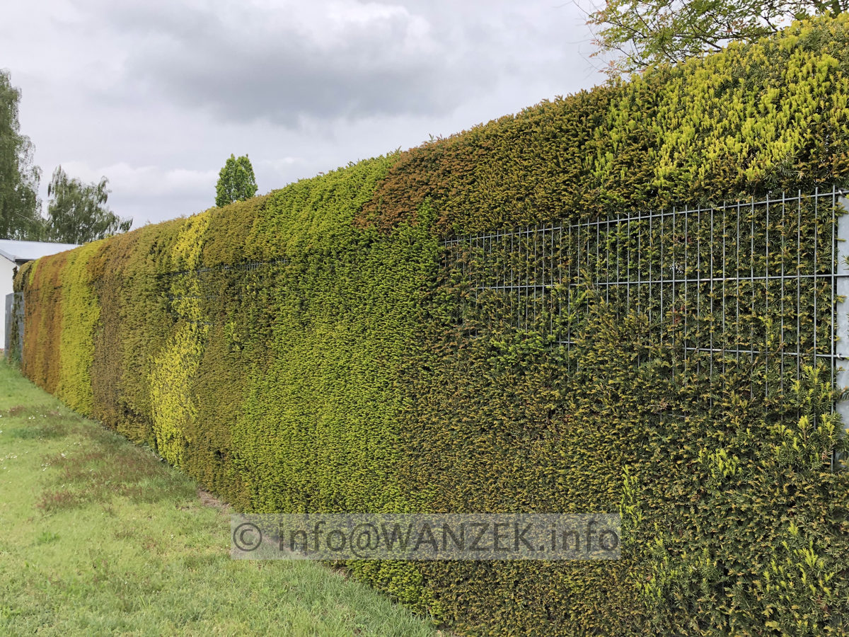 Taxus baccata 12 unterschiedlicher Austrieb.JPG